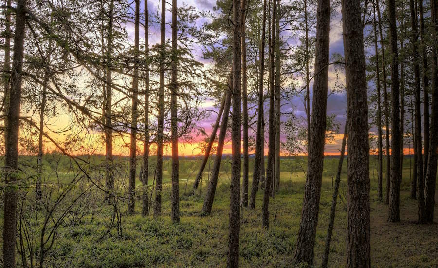 Store Mosse nationalpark i södra delen av Sverige här vill man inte bli drabbad av granbarkborre