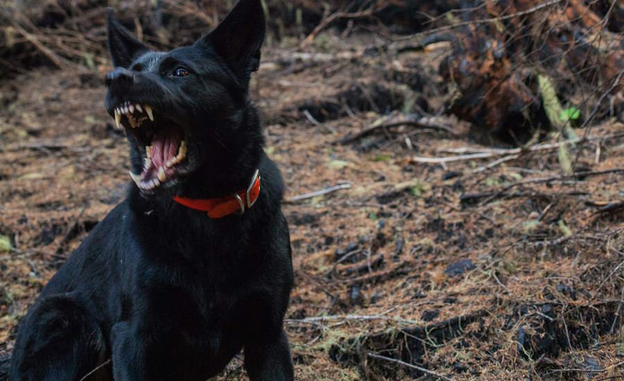 en granbarkborrehund skrämmer bort barkborrarna med sitt väl utövade skall nej vi skämtar givetvis dessa vovvar är tränade till att lokalisera vilka träd som är angripna en bra åtgärd mot granbarkborre helt enkelt